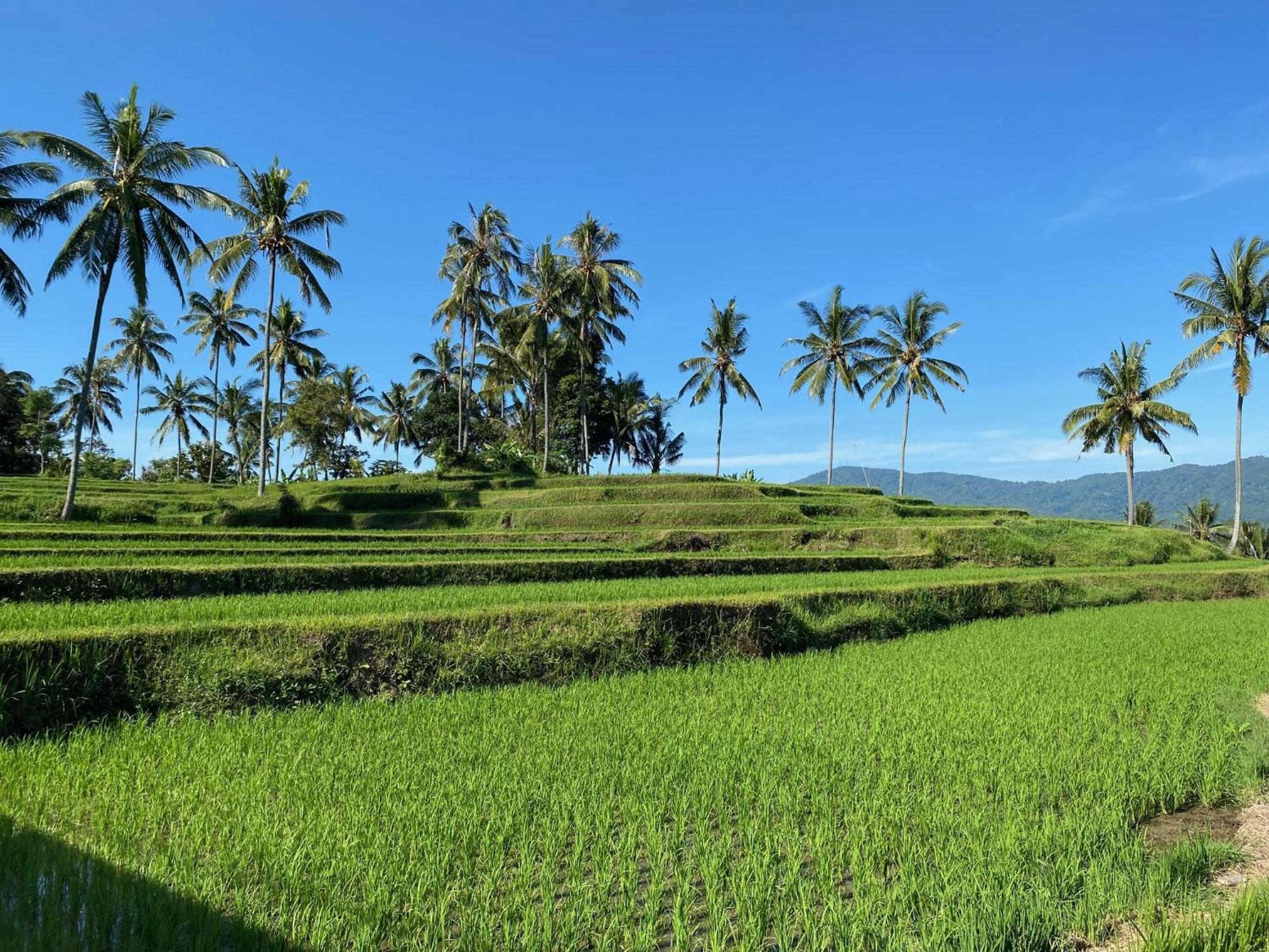 Mayong Bali Villa And Hostel Мундук Екстер'єр фото